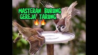 Suara masteran greja tarung sepid rapet 🔥🔥#masteranjernih 