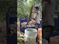 Fresh Bamboo Shoot Cutting—Crisp Comfort Motion