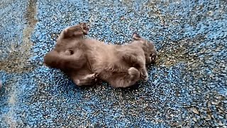 The blue cat, in an epileptic seizure, convulsed in agony in the parking lot, its life in peril by Animal Care Haven 110,913 views 4 months ago 8 minutes, 8 seconds