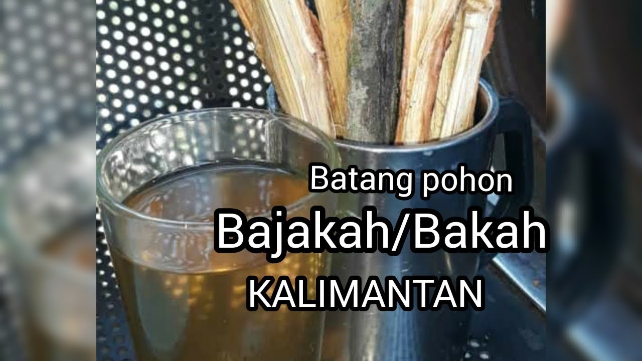 Tutorial Pengolahan Kayu Bajakah 