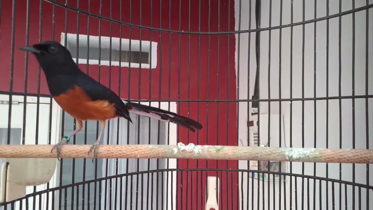 Eko Sulistiyo sedang live sekarang!