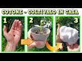 PIANTA DI COTONE, COLTIVALA IN CASA, GRATIS SUL BALCONE, TUTTI I TRUCCHI CHE OCCORRE CONOSCERE