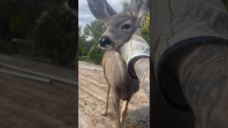 Deer Tries To Eat Me #viral #shorts