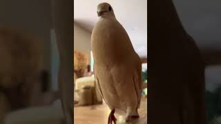 kiw kiw cukurukuk kukgeruuukkk_versi asli