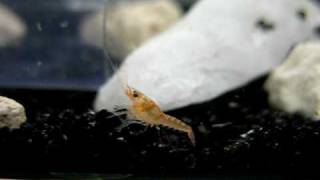 One-week-old Mexican Dwarf Orange Crayfish (CPO) babies