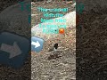 Criminal bird try’s to steal my food #birds #criminals #camping #criminalbirds