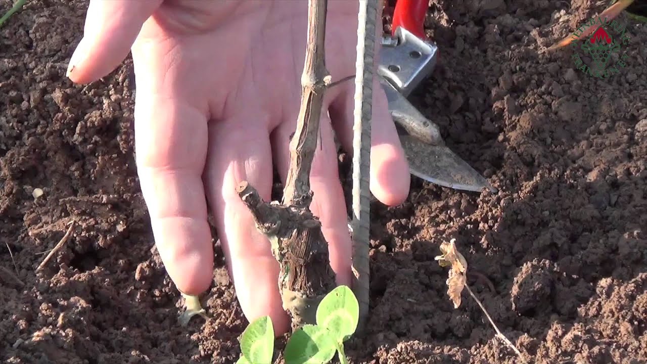 Rebschnitt: Jungfeld (1. Jahr, schwacher Stock)