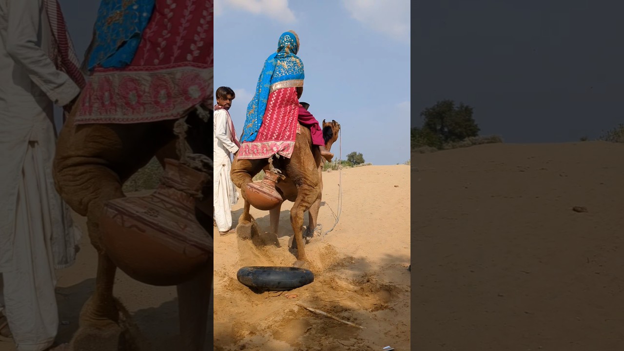 Girls Climbing Camel | Real Desert Life 