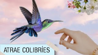 🎶SONIDOS o CANTOS🎶 para ATRAER COLIBRI 👍🏻 ¡EL Mejor! 👍🏻