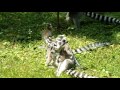 Ring-tailed Lemur family with evil babies (Budapest Zoo)