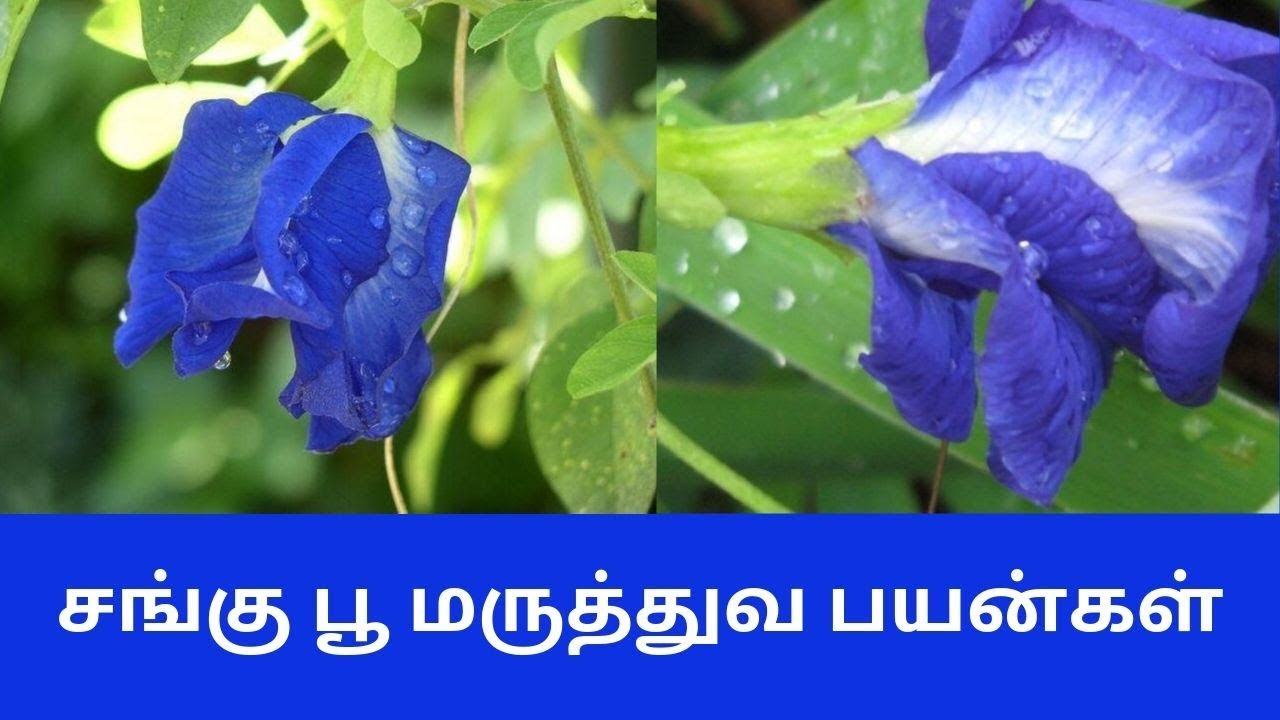 Kaakkarattan Flower kaakkarattan-flower