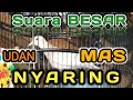 Raja Pikat Suara Burung Perkutut Lokal Manggung Memanggil Perkutut Lain Mp3 - Mp4 Download