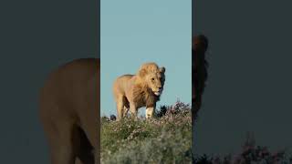 The Lion King on Patrol