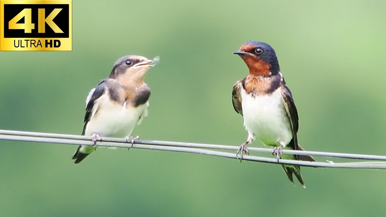 ツバメ の 鳴き声