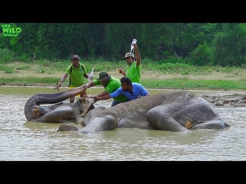 elephas maximus linnaeus Biggest elephant rescue operation 2018. Part 2 (Elephant shot in the leg) Update