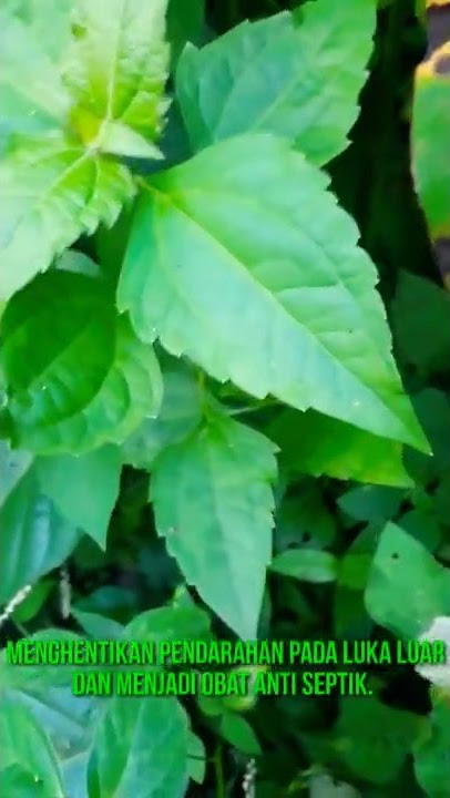 WOW TERNYATA !!! Daun balakacida #shorts #shortsvideo #daunbalakacida