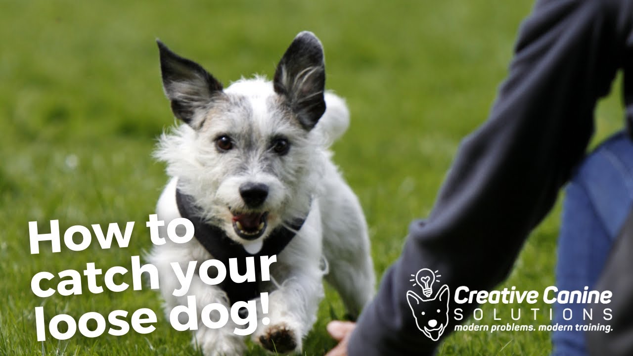 STOP Chasing Your Escape Artist Dog! YouTube