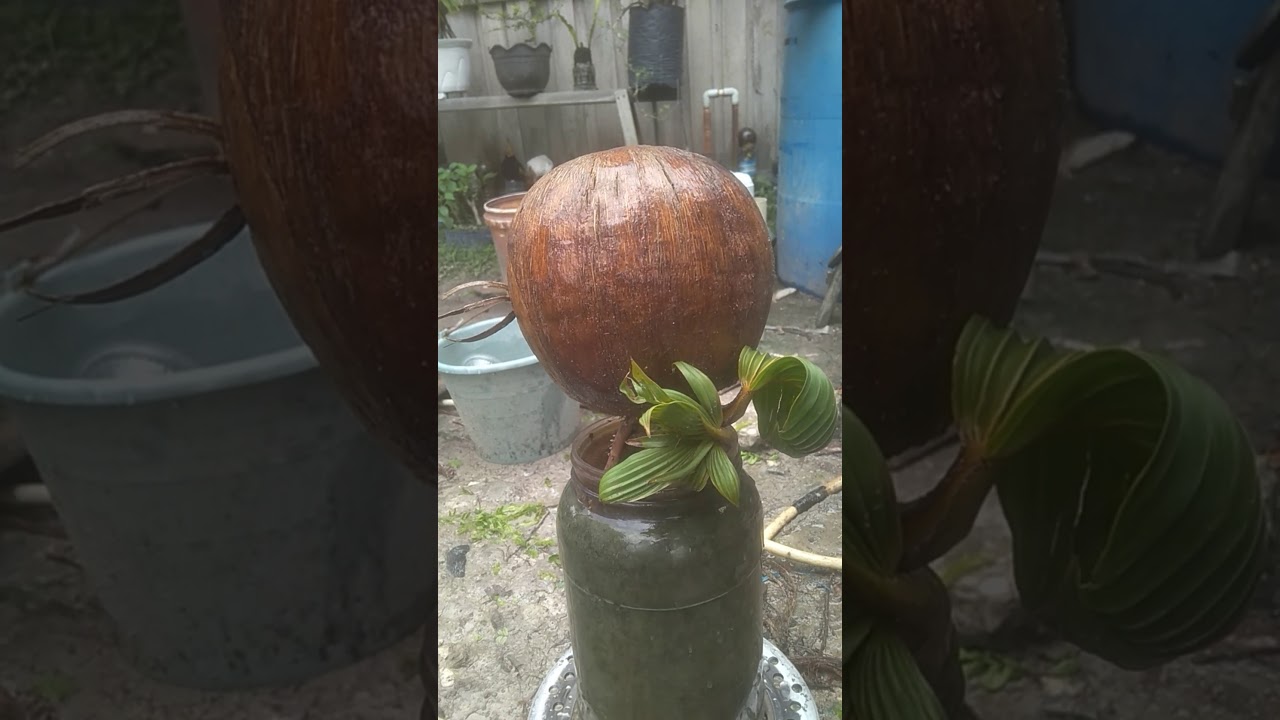 Bonsai kelapa YouTube