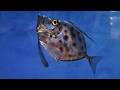 泳ぐキアンコウとカガミダイ（葛西臨海水族園）Swimming Yellow Goosefish & Mirror Dory