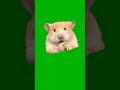 Guinea Pig Munching – Green Screen Meme Template