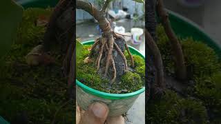 Miniature Ficus Microcarpa bonsai in Root over Rock Style | shorts viral bonsai ficusmicrocarpa