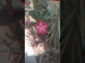my hardest edit #nature #trending #plants #edit