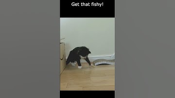 Get that fishy! - Mr. Darcy, tuxedo cat #Shorts