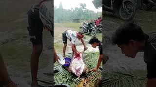 Sumba ini? #ntt #budaya #traditional #daging #babi #shorts #viral