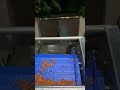 Washing Conveyor