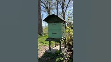 Using pre-built honeycomb frames #beekeeper #beekeeping #bees #beehive #beeswax #flowhive
