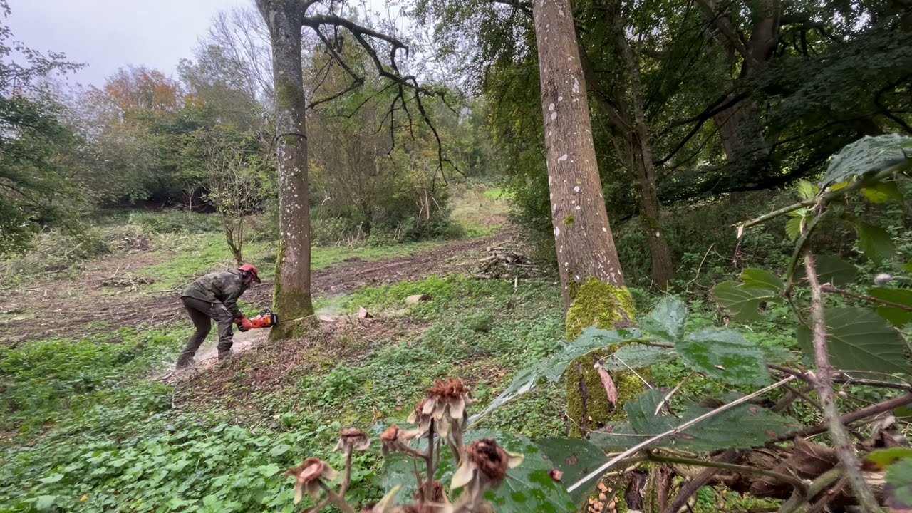 Winch assisted felling diseased ash