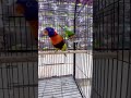 Rambo lorry parrot 💉HEALTHY &amp; VACCINATED LOCATION ISIAMABAD | 📞 03296902801