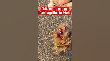 Training your wirehaired pointing griffon to fetch: load bird excitedly #wirehairedpointinggriffon