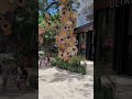 Playa del Carmen - Mexico 🇲🇽