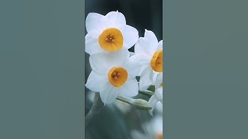 تلاوة خاشعة تريح النفس 😍💛