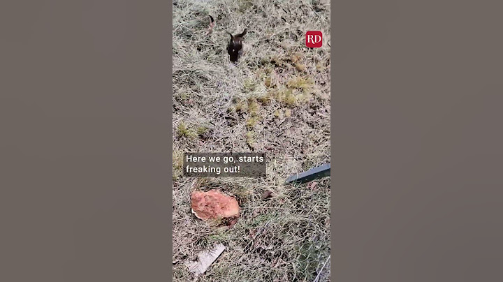 Woman Rescues Adorable Duckling | Everyday Heroes