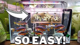 Breed 1,000s of Celestial Pearl Danios with this DIY Egg Trap