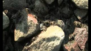 the chinese mitten crab
