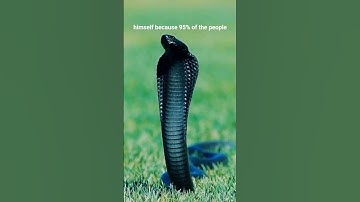 "Black Mamba: The Fastest & Deadliest Snake in Africa 🐍⚡"
