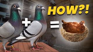 How Can TWO BLUE PIGEONS Breed THIS