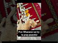 POV: Whenever we try to pray peaceful #shortsfeed #cat #shorts #viral #foryou