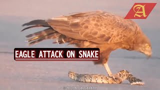 EAGLE ATTACKS ON SNAKE| When Snakes Messed With The Wrong Opponents