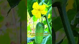 Amazing effect of white vinegar in vegetables gardening #ecofriendly #garden #tomatoes #farming