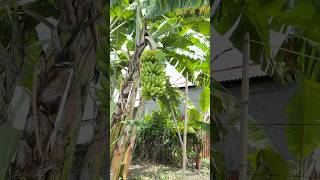 Pohon pisang Susu #cooking #videoshort #food #viralvideo #pohonpisang #pisangsusu #kebunpisang #like