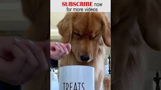 Treating your dog with virtual food till they revealed - Invisible food challenge #Shorts