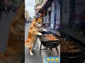 #dog #doglover 😂😂😂😂