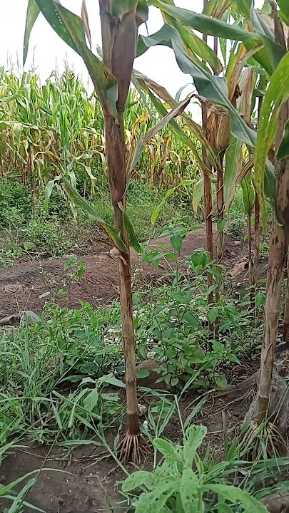 Reaksi puyuh liar dengar suara puyuh pikat