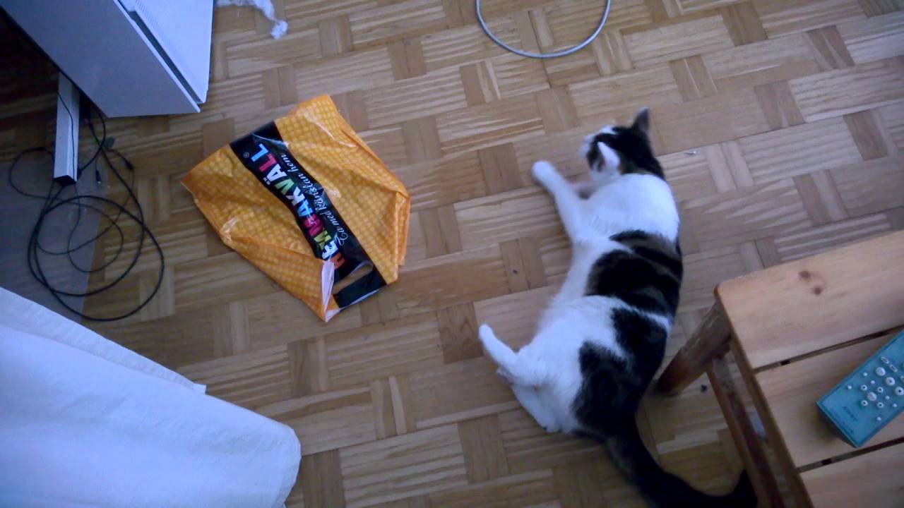 Gracious cat after vet visit. YouTube