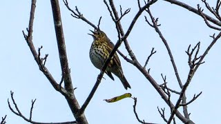 Song Thrush in Chestnut Tree / Manu-kai-hua-rakau - Birds of Inland Kapiti, New Zealand screenshot 4