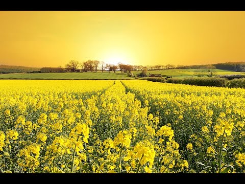 花は咲くHana wa Saku（菅野よう子/田嶌道生編曲　Yoko Sugano/Michio Tajima）
